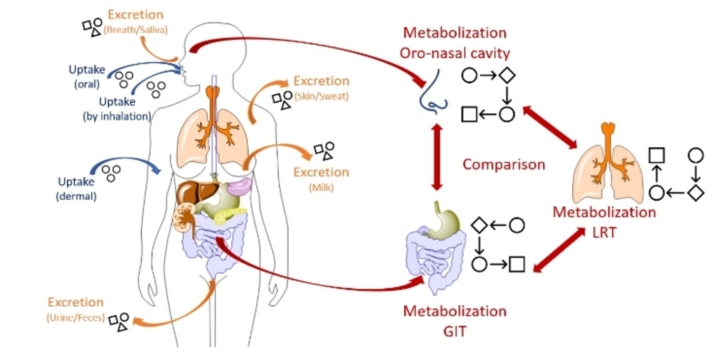 Metabolismo degli odori nel corpo umano