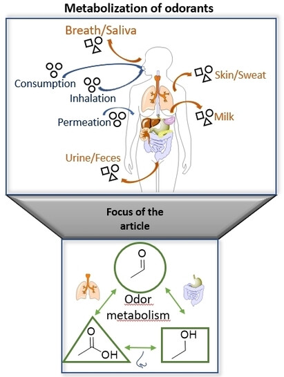 metabolismo degli odori nel corpo umano metabolismo degli odori nel corpo umano